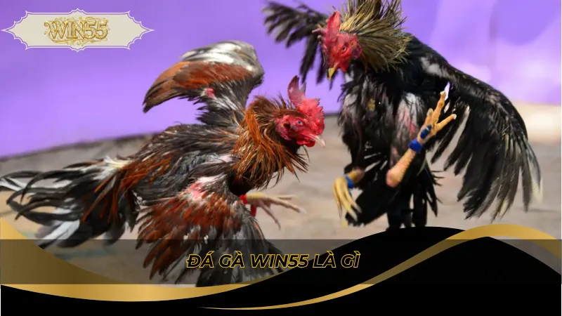 Đá gà Win55 là gì