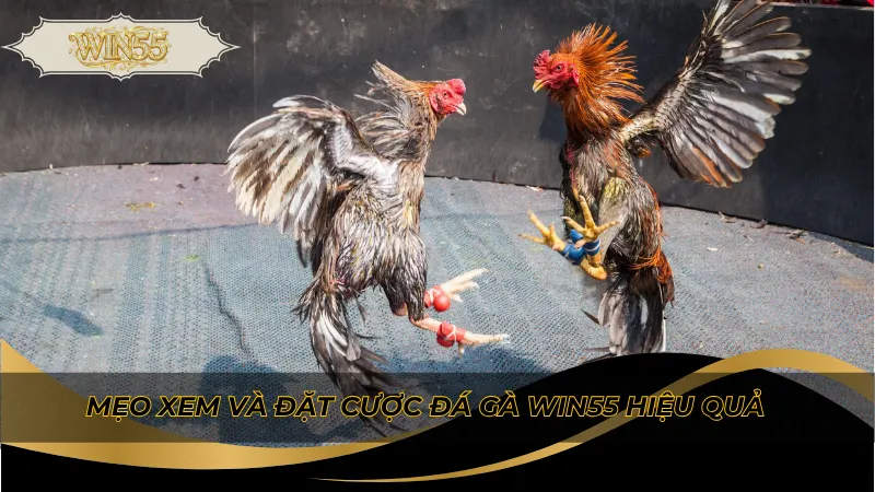 Mẹo xem và đặt cược đá gà Win55 hiệu quả