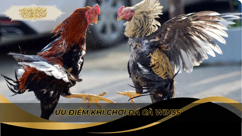 Ưu điểm khi chơi đá gà Win55